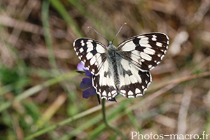 Melanargia lachesis